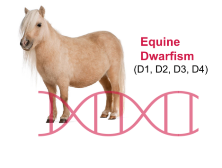 Equine Dwarfism